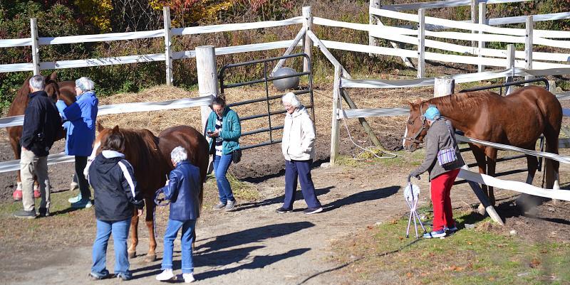 Village residents visit the horses in the lower paddocks at Burke's Island Farm on Friday, Oct. 23 with employee Ella Watts. KEVIN BURNHAM/Boothbay Register