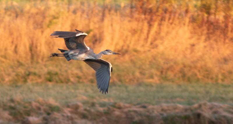 The Cape Elizabeth gray heron in flight shows off the bold white wrists at the bend of the wing that were probably its best field mark. Photo courtesy of Doug Hitchcox.