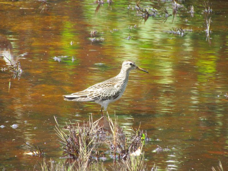 With their yellow legs and rusty brown upperparts, pectoral sandpipers look a bit like a larger version of the tiny least sandpiper. They breed in the Arctic but in migration favor shallow, grassy pools and muddy lake shorelines. Photo courtesy of Jeff Wells.