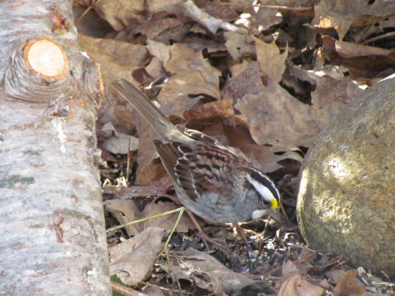 The October wave brings the emphatic “chink” calls of white-throated sparrows rising up in wild places, urban parks, and backyards when the first cold front ushers millions of them into the U.S. from the Boreal Forest of Canada, where they have spent the summer breeding season. Photo courtesy of Jeff Wells
