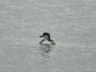 A Common Loon cruising the ocean. Photo curtesy Eliza Nickelson.