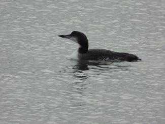 A Common Loon searching for its acquaintance. Photo curtesy Eliza Nickelson.