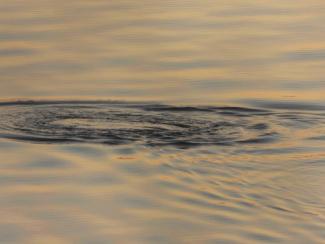 A splash created by a Double-Crested Cormorant ducking under to grab breakfast. Photo curtesy Eliza Nickelson.