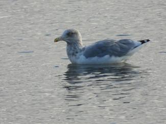 A Herring Gull swimming around. Photo curtesy Eliza Nickelson.