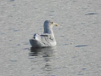 A Herring Gull observing the coastline. Photo curtesy Eliza Nickelson.