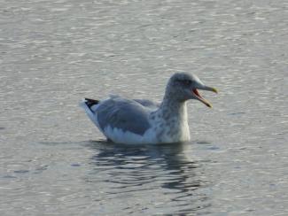 A Herring Gull calling. Photo curtesy Eliza Nickelson.