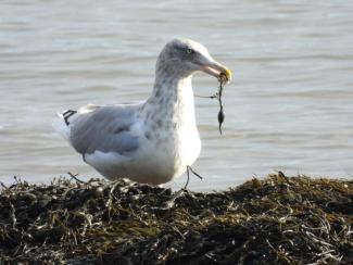 A Herring Gull assessing its next snack. Photo curtesy Eliza Nickelson.