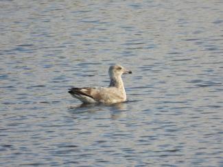 A Ring-Billed Gull wandering the coast. Photo curtesy Eliza Nickelson.