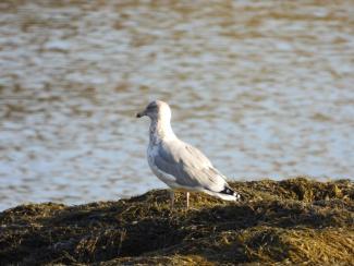 A Ring-Billed Gull looking out at the water. Photo curtesy Eliza Nickelson.