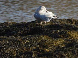 A Ring-Billed Gull finishing preening. Photo curtesy Eliza Nickelson.