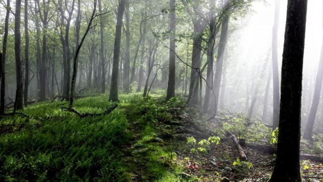 Forest Bathing
