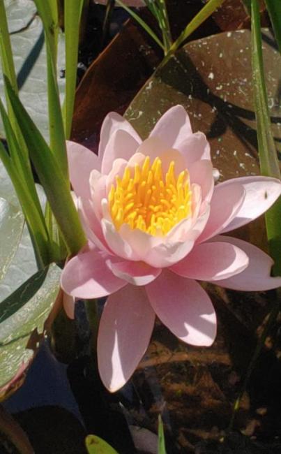 Lotus at Oak Point