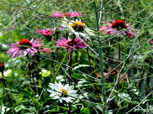Late summer Damariscotta