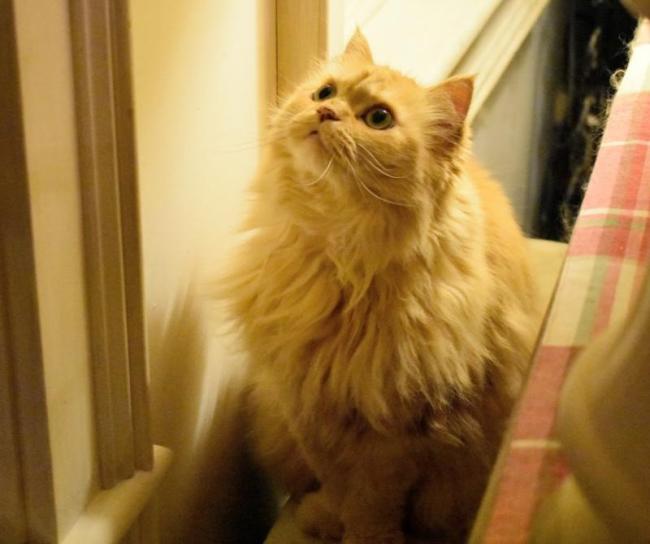 Local resources are available to help give your furry friends the best healthcare, such as Mattie, 13, who was adopted from Midcoast Humane ten years ago. ISABELLE CURTIS/Boothbay Register