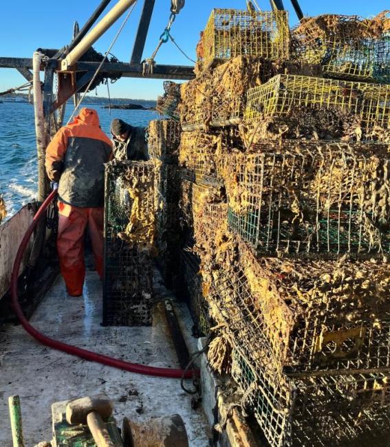 Collecting derelict lobster traps in the Boothbay Region. Courtesy Devyn Campbell