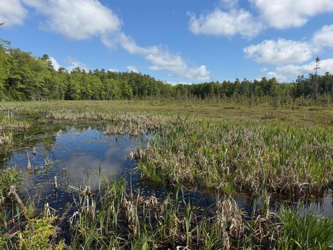 A view across Marsh River Bog toward Coastal Rivers’ newest conservation land in Newcastle, expanding connected habitat across 112 acres of forest and wetlands. Courtesy of Coastal Rivers