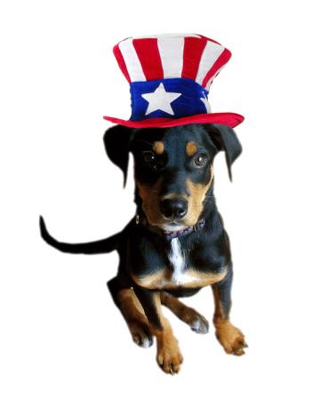 Buddha, a bluetick mix, is the Woofstock festival mascot. Courtesy of Dan Martin