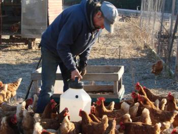 Rob Johanson waters the chickens. SUSAN JOHNS/Wiscasset Newspaper 