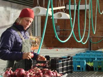 Jan Goranson sorts through vegetables grown on the Dresden land her parents first grew crops on a half-century ago. SUSAN JOHNS/Wiscasset Newspaper 