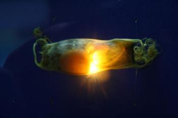 An egg case that contains a chain catshark pup like the three that recently hatched at the Maine State Aquarium. Courtesy of Aimee Hayden-Rodriques/Maine State Aquarium An egg case that contains a chain catshark pup like the three that recently hatched at the Maine State Aquarium. Courtesy of Aimee Hayden-Rodriques/Maine State Aquarium