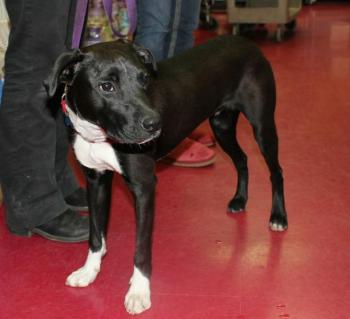 Coda, a well-mannered lab mix, is the only dog who wasn't adopted February 23