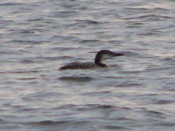 Common loons are plentiful along Maine's coast in winter, though they may not look familiar to the untrained eye. Courtesy of Jeff Wells