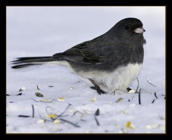 Dark-eyed Junco, another species of "snow bird," enjoying a snack on the ground under a feeder. Below: Snow Buntings, the famed "snow birds," in flight in an agricultural field in winter. Courtesy Kirk Rogers Dark-eyed Junco, another species of "snow bird," enjoying a snack on the ground under a feeder.