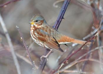 Red fox sparrow. Courtesy of Jeremiah Trimble