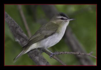 Red-eyed vireo