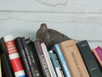 A pair of mourning doves is nesting on a top shelf of books on the porch at the Friends of the Library Used Bookstore. SUE MELLO/Boothbay Register