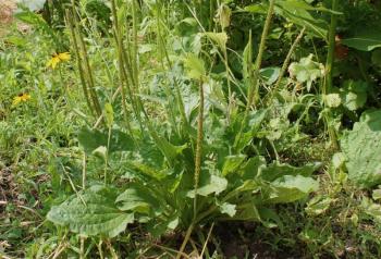 Skin soothing plantain. Although able to withstand poor soil conditions, plantain finds its full expression in good soils. Plantain’s leaves sooth the skin and its seeds aid digestion. SUE MELLO/Boothbay Register