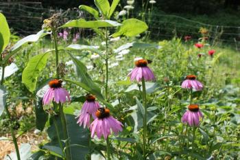 Echinacea. Known for its immune-boosting properties, the purple cone-flower is also beautiful and a favorite of bees and butterflies. SUE MELLO/Boothbay Register