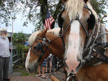 Belgian draft horses Bob, foreground, and Bill, who are half-brothers, take a break between wagon rides during the art walk July 25. SUSAN JOHNS/Wiscasset Newspaper