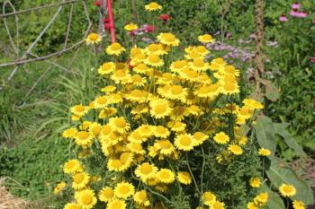 Golden marguerite. Beautiful in its own right, the golden marguerite also attracts beneficial insects that prey on the bad bugs. Let nature help you fight garden pests. SUE MELLO/Boothbay Register Golden marguerite. Beautiful in its own right, the golden marguerite also attracts beneficial insects that prey on the bad bugs. Let nature help you fight garden pests. SUE MELLO/Boothbay Register