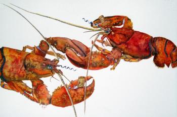 “Homarus LaFite Rothschild 1961” by Jean Kigel. The piece was inspired by a collector of vintage corkscrews.
