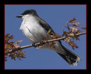 Eastern kingbird. Courtesy of Kirk Rogers