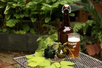 Beer and its component parts are the subject of a highly palatable program at Coastal Maine Botanical Gardens on July 25. Courtesy of Barbara Freeman