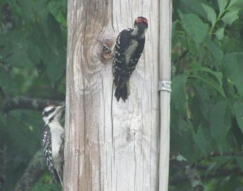 Hairy woodpecker. Dad on right, fledgling on left. Courtesy of Jeff Wells