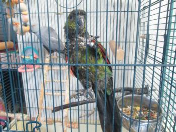 Clover is a black-capped or rock conure. She is one half of a bonded pair with Gala, a yellow collared Macaw. They must be adopted together. Courtesy of LCAS