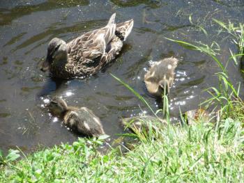 Roads End ducks. Courtesy of Michael Tomko
