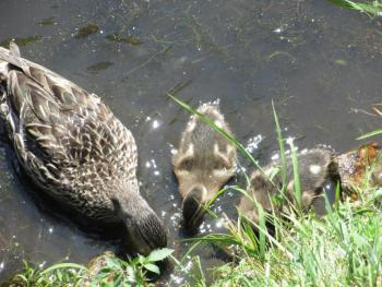 Something smells interesting on the bank here. Courtesy of Michael Tomko