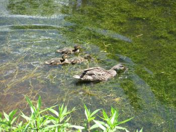 Mommy and baby ducks paddling around on Roads End Pond. Courtesy of Michael Tomko