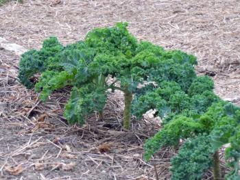 Kale in the school garden. Students harvested the lower leaves, and the school "cook" made kale chips for students to try at lunch last week. GARY DOW/Boothbay Register 