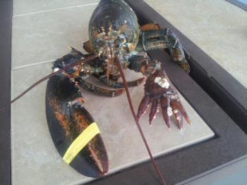 Maine State Aquarium Manager Aimee Hayden-Roderiques reported Tuesday that this lobster, with its “five-claw” crusher claw, is on its way to the Aquarium. She said it is being shipped to West Boothbay Harbor from Hyannis, Mass. this week, courtesy of Richard Figueiredo and Captain Peter Brown of the F/V Rachel Leah, one of TV’s “Lobster Wars” vessels. The lobster is due to arrive on Thursday and after a few days in a holding tank, it will be put on display in the Aquarium. Courtesy of Aimee Hayden-Roderique