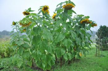 Even the sunflowers at Morris Farm in Wiscasset look a little down after a Thursday afternoon thunderstorm. But, fall will soon replace the September lightning storms. BEN BULKELEY/Boothbay Register