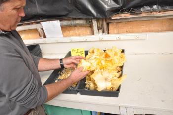 Buzz Pinkham sifts through pumpkin guts looking for seeds. The big squash produce valuable seeds. BEN BULKELEY/Wiscasset Newspaper