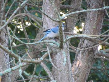 Blue jay. Courtesy of Jeff Wells