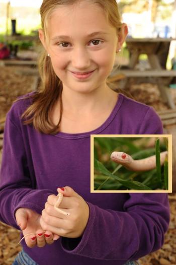 Albino snake found