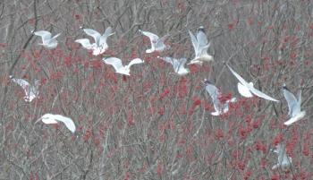 gulls ash berries