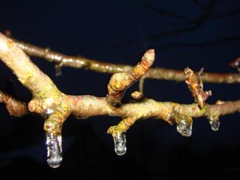 icing on apple tree branch Alna